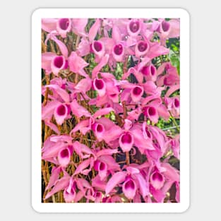 Pink Epiphytic Orchid (Dendrobium anosmum) Sticker